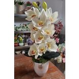 Fehér csónakorchidea kis orchidea kaspóban