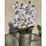 2 szálas fehér orchidea arany kaspóban