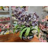 Vanda orchidea 2 szálas fekete ufó kaspóban