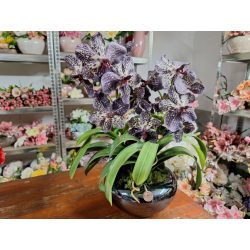 Vanda orchidea 2 szálas fekete ufó kaspóban