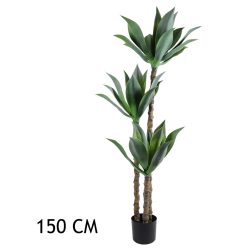 Agave, 3 törzses (150 cm)