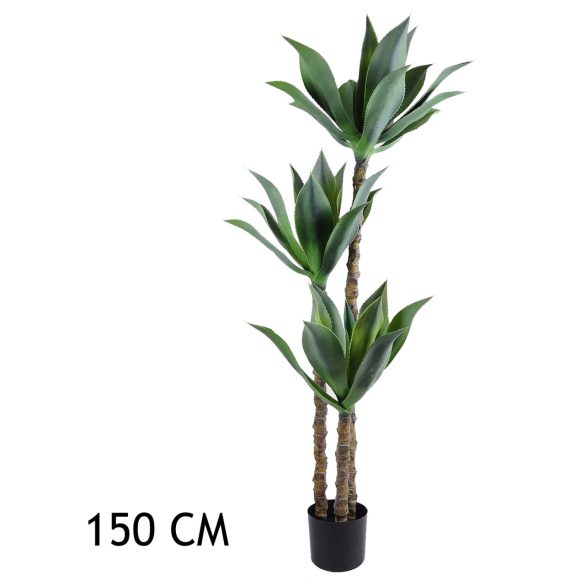 Agave, 3 törzses (150 cm)