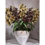 5 szálas csónakorchidea fehér tükörfényű dupla orchidea kaspóban 