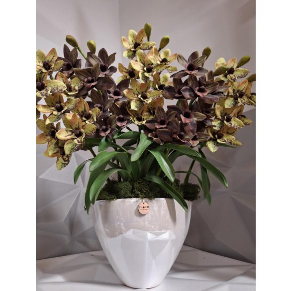 5 szálas csónakorchidea fehér tükörfényű dupla orchidea kaspóban 