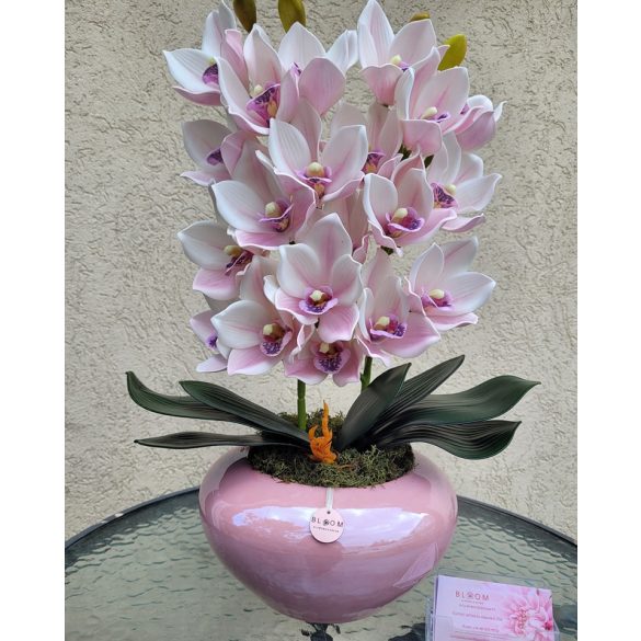 2 szálas pink csónakorchidea pink konyak kaspóban