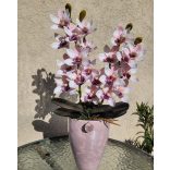 2 szálas csónakorchidea rózsaszín nagy orchidea kaspóban
