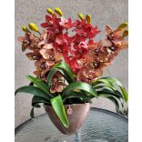 3 szálas csónakorchidea rosegold ovális kaspóban