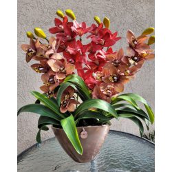 3 szálas csónakorchidea rosegold ovális kaspóban