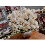 3 szálas cappuchino orchidea barna kaspóban