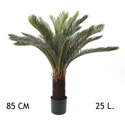 Cycas pálma, cserepes, 25 levél (85 cm)