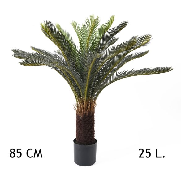 Cycas pálma, cserepes, 25 levél (85 cm)
