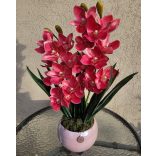 2 szálas csónakorchidea rózsaszín kaspóban