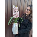 Csónakorchidea vázában