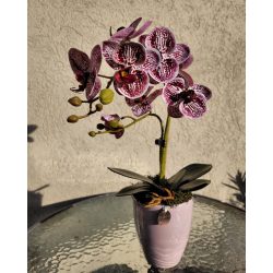Pöttyös orchidea rózsaszín orchidea kaspóban