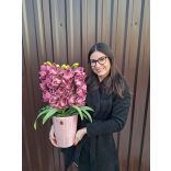 Lila 4 szálas csónakorchidea pink kaspóban