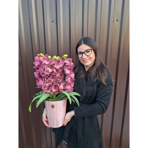 Lila 4 szálas csónakorchidea pink kaspóban