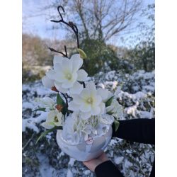 Fehér magnólia tavaszváró díszpipaccsal