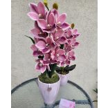 Pink csónkaorchidea rózsaszín nagy orchidea kaspóban