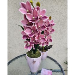 Pink csónkaorchidea rózsaszín nagy orchidea kaspóban