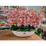 5 szálas csónakorchide 
