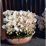 Karamell csónakkaspóban 4 szálas cappuchino orchidea