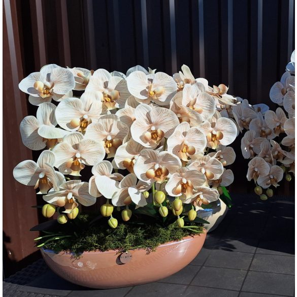 Karamell csónakkaspóban 4 szálas cappuchino orchidea