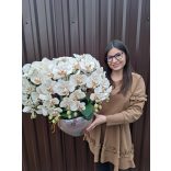 10 szálas körben díszített cappuchino orchidea barna tálban