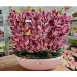 Pink csónakorchidea pink csónakkaspóban