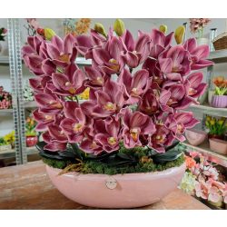 Pink csónakorchidea pink csónakkaspóban