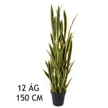 Sansevieria (anyósnyelv) 12 ágú, (150 cm)