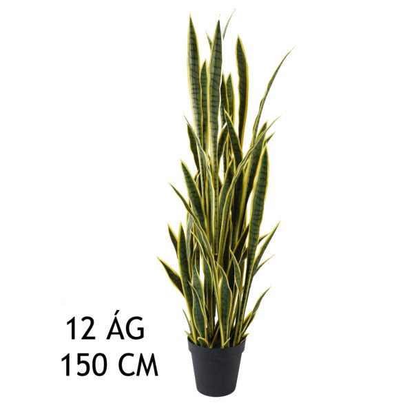 Sansevieria (anyósnyelv) 12 ágú, (150 cm)