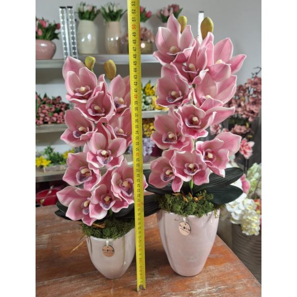Pink csónakorchidea pink nagy orchidea kaspóban