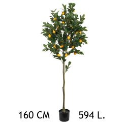 Citromfa 594 leveles, (160 cm)