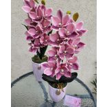 Pink csónkaorchidea kis orchidea kaspóban