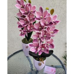 Pink csónkaorchidea kis orchidea kaspóban