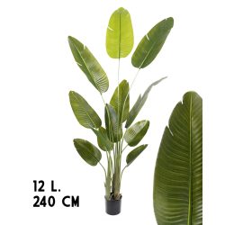 Papagájvirág-leveles cserepes, 3 törzs. 12L (240 cm)