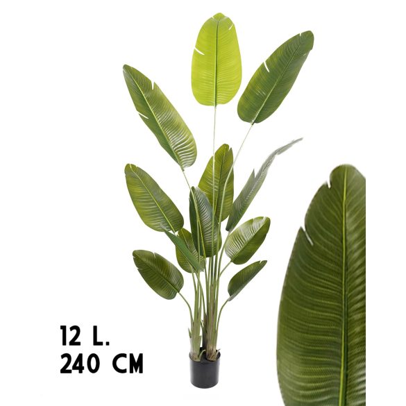Papagájvirág-leveles cserepes, 3 törzs. 12L (240 cm)