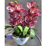 2 szálas Csónakorchidea piros pöttyös orchidea ovális kaspóban