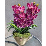 2 Szálas Csónakorchidea ovális arany kaspóban
