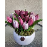 Lila Tulipános