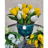 Sárga-Fehér Tulipán Különlegesség