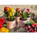 Szivecskés Tulipános Cukiság