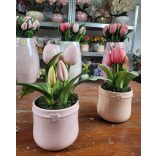 Pink tulipán szivecskés kaspóban